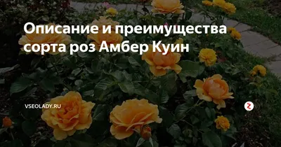 Роза Амбер Куин. (Amber Queen ) Форибунда купить в интернет-магазине  ЦВІТСАД с доставкой по Украине