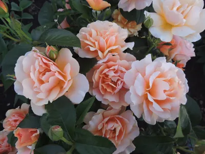 Садовые саженцы Гаршинка.ру on Instagram: \"Розы Imperial Rose - самые  качественные из недорогих. 🌹 Сербские розы ассоциируются с высокой  зимостойкостью, отменным иммунитетом и большим ассортиментом уникальных  сортов 🤗 Вот самые яркие представительницы: