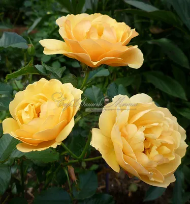 Роза Amber Queen (Амбер Куин) – купить саженцы роз в питомнике в Москве