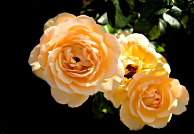 Описание и преимущества сорта роз Амбер Куин | VseOlady.ru | Дзен