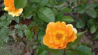 Купить Роза флорибунда Амбер Квин Rosa floribunda Amber Queen - в питомнике  Флорини