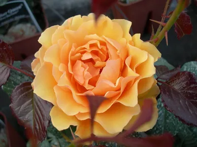 Купить Роза флорибунда Амбер Квин Rosa floribunda Amber Queen - в питомнике  Флорини