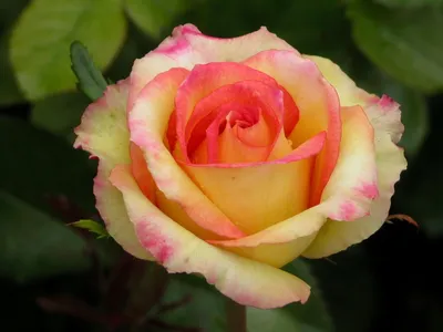 Купить саженцы Роза Чайно гибридная Амбианс с доставкой! | Florali-Flor