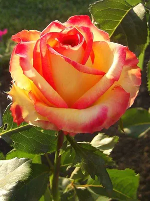 Ambiance Rose (Розовая атмосфера) — Южный сад