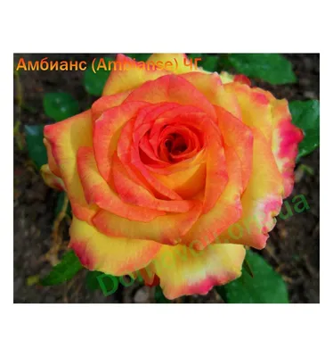 Роза чайно-гибридная Амбианс — купить в интернет-магазине по низкой цене на  Яндекс Маркете