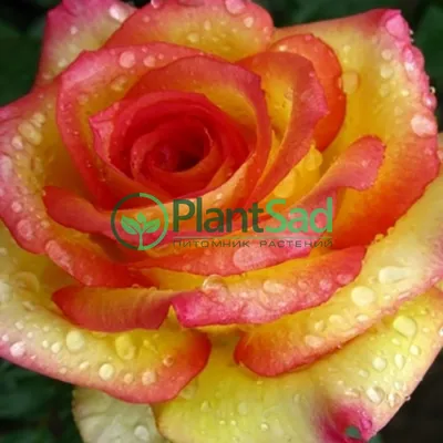 Buquê Ambiance Cor de Rosa | Lohana Flores