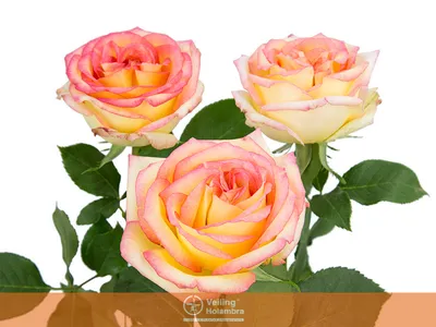 Амбианс» - окаймленная роза | Семена Алтая. Дачные советы от Виктории  Карелиной | Дзен