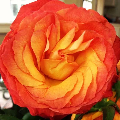 ROSA AMBIANCE 050 CM ESTUFA - Veiling Holambra | Flores e Plantas  Ornamentais