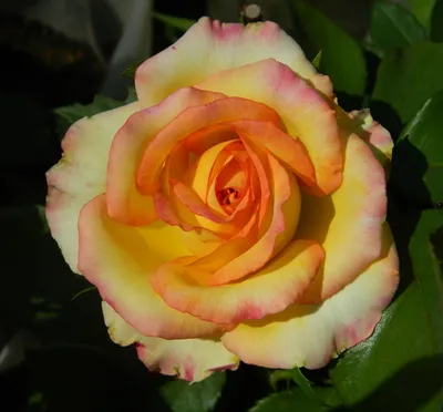 Саженцы роз Амбианс ( Ambiance, Nirpnufdeu) (ID#1001869844), цена: 100 ₴,  купить на Prom.ua
