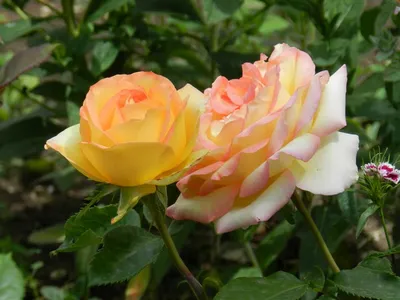 ROSA AMBIANCE 050 CM CAMPO – Garden Flower