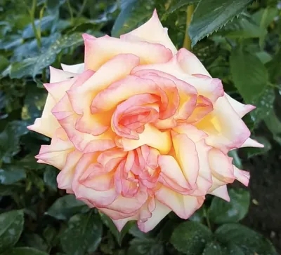 Ambiance roses! Beautiful | Rose, Wedding invitations, Wedding