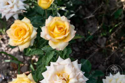 Close-up of beautiful yellow orange with red rose Ambiance. Petals are  covered with raindrops or morning dew. Selective focus Stock Photo - Alamy