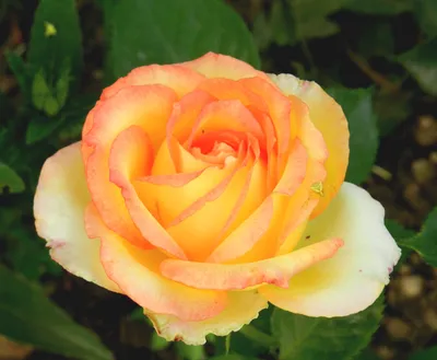 Купить саженцы Роза Амбианс (Ambiance) в питомнике. Для сорта Роза Амбианс ( Ambiance) есть описание, фото, цены и отзывы садоводов.