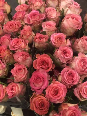51 роза Лавли Амбиенс зелено-розовая | купить недорого | доставка по Москве  и области