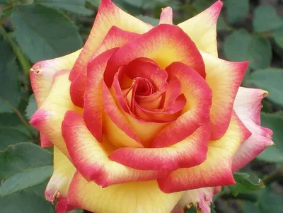 Саженцы розы амбианс купить в Москве по цене от 690 рублей