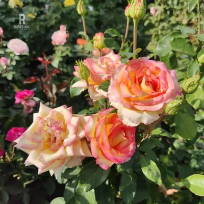 Soft Close-up of Beautiful Yellow Orange with Red Rose Ambiance. Petals are  Covered with Raindrops or Morning Dew Against the Back Stock Photo - Image  of garden, plant: 138856586