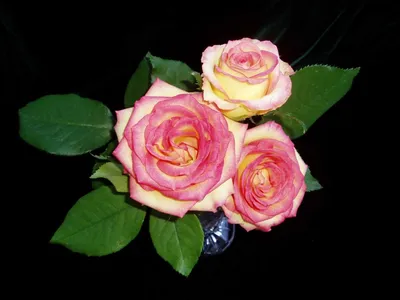 Latin Ambiance rose | Beautiful bouquet of flowers, Beautiful flower  arrangements, Beautiful roses