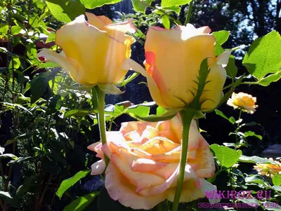 Посадка роз продолжается! | Цветущий сад Татьяны | Дзен