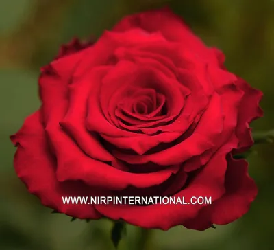 Roses ABC - Rose category Hybrid Tea