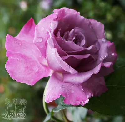 Купить саженцы розы Аметиста доставка почтой | Питомник саженцев «КФХ  Фруктовый сад»