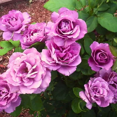 Роза Аметист. розы