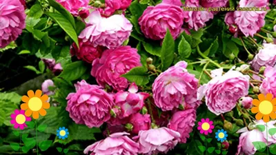 Роза Royal Amethyst (Роял Аметист) – купить саженцы роз в питомнике в Москве