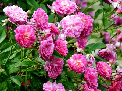 Саженцы розы Аметист купить в Москве в питомнике, растения по цене от 500  руб.