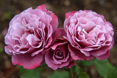Роза Аметист (Однолетний, ОКС) - купить Розы плетистые в Киеве и Украине,  выгодная цена Роза Аметист в интернет-магазине Agrostore ТМ (Агростор)
