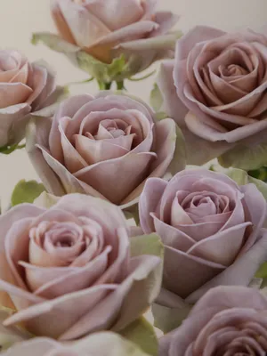 Amnesia Roses - Florabundance Wholesale Flowers