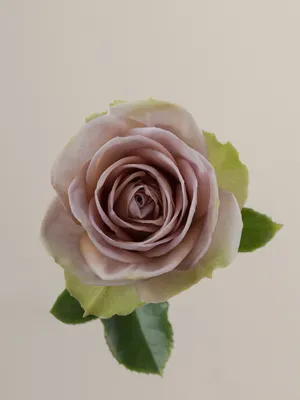 Купить эквадорские розы Амнезия в СПб ✿ Оптовая цветочная компания СПУТНИК