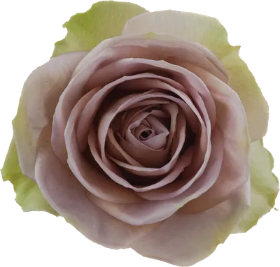 3 Reasons Why Amnesia Roses and Garden Roses Will Be Everywhere This Year -  Cascade Floral Wholesale