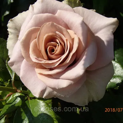 MFS Amnesia x Lavender Rose Box in Maywood, CA | Maggie's Flower Shop