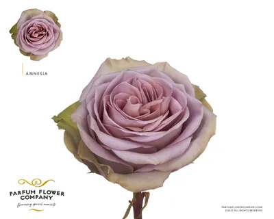 Amnesia Rose (50 STEMS) — Farm Direct Rose