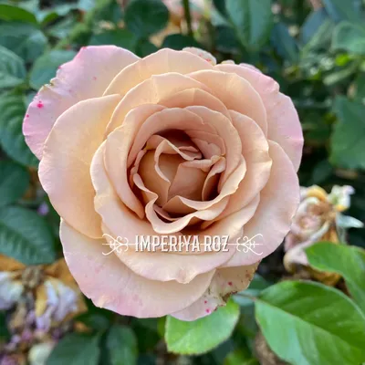AMNESIA a Brown/Grey rose from Ecuador