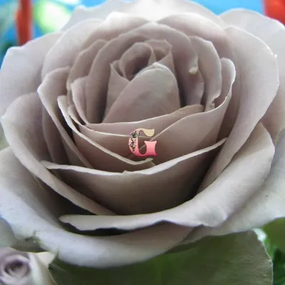 Купить эквадорские розы Амнезия в СПб ✿ Оптовая цветочная компания СПУТНИК