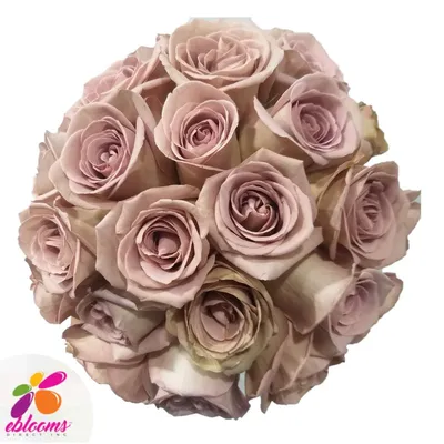 Amnesia Rose - 25st - Ramirez Wholesale Flowers Inc