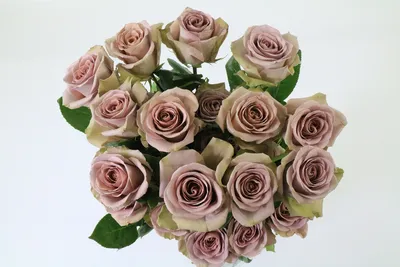 Amnesia Rose Salt Lake City Florist - Botanical Eden | Local Flower  Delivery Salt Lake City, UT 84124