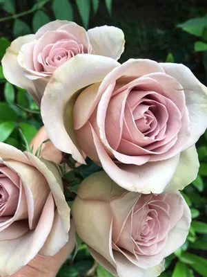 Роза сотра Амнезия - «Роза чей цвет невозможно описать.» | отзывы