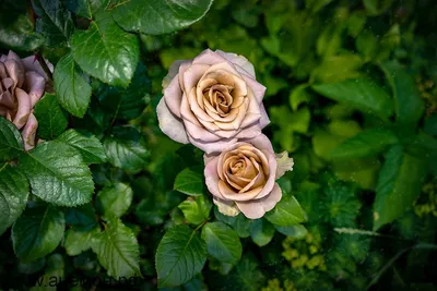 Amnesia Roses – Eblooms Farm Direct Inc.