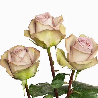 Роза Амнезия (Однолетний, ЗКС) - купить Розы чайно-гибридные в Киеве и  Украине, выгодная цена Роза Амнезия в интернет-магазине Agrostore ТМ  (Агростор)