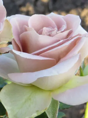 Роза чайно-гибридная Амнезия