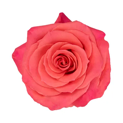 Amsterdam Rose - Virgin Farms - High Quality Roses