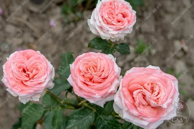 25 роз Amsterdam в красивой упаковке доставка в Красноярске | ФлоРум24