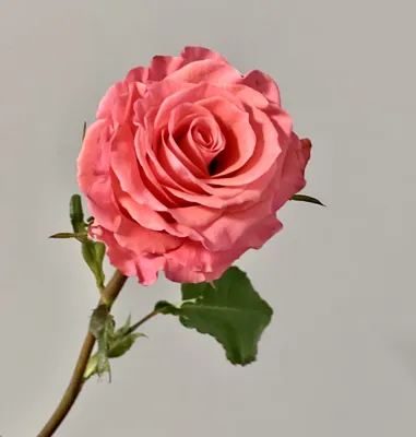 Rose Amsterdam - Standard Rose - Roses - Flowers by category | Sierra  Flower Finder