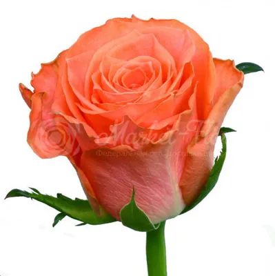 Rose 'Amsterdam' | Rose varieties, Beautiful roses, Rose