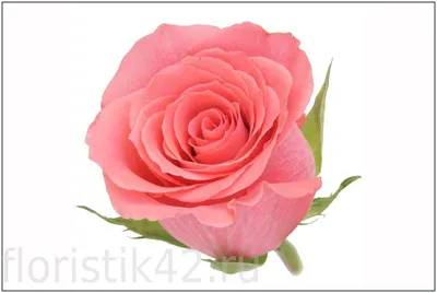 Букет из 25 роз \"Амстердам\" - Доставка свежих цветов в Шарыпово