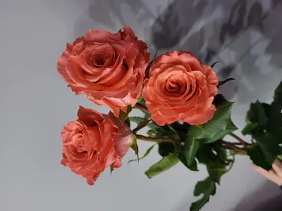 Amsterdam Rose | Salmon Roses | Coral Roses