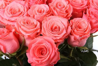 Роза Амстердам - Цветочный Салон Lotus