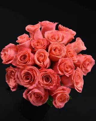 AMSTERDAM a Salmon Pink rose from Ecuador