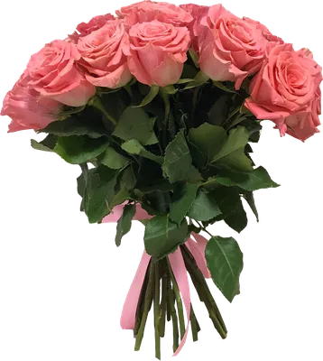 Rose Amsterdam - Flowers WA - Perth
